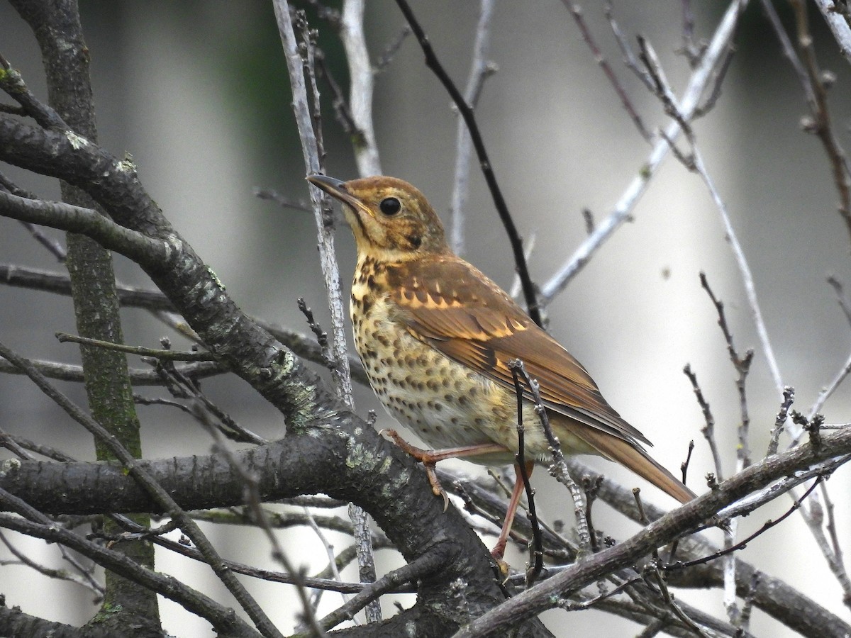 Song Thrush - ML637404394