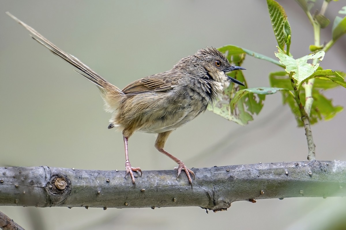 Himalayan Prinia - ML637404420