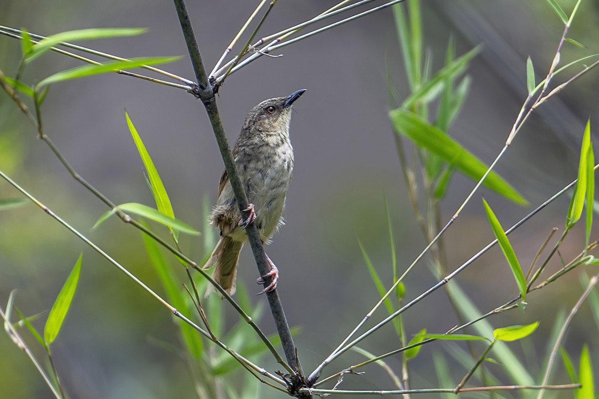 Himalayan Prinia - ML637404421