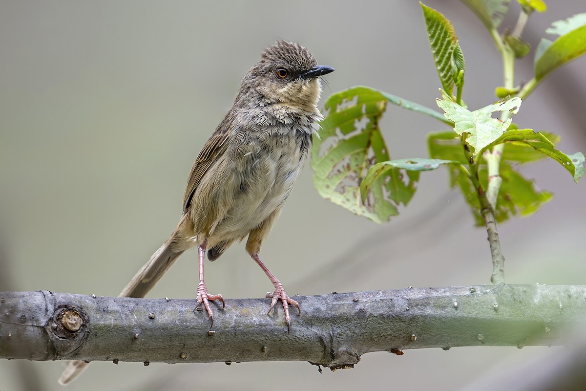 Himalayan Prinia - ML637404422