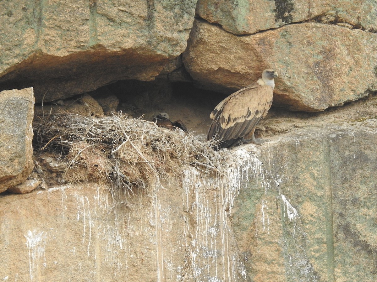 Eurasian Griffon - ML637404462