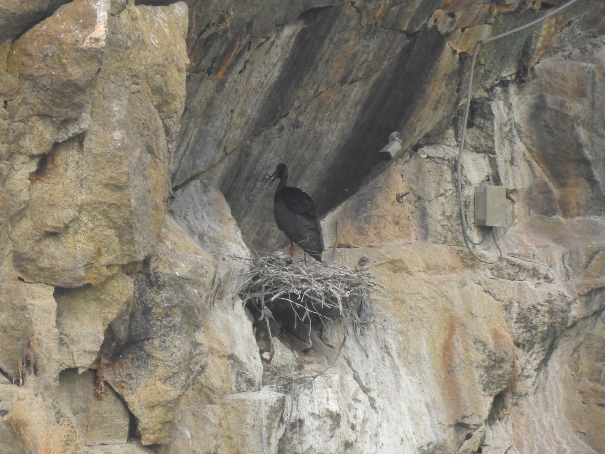 Black Stork - ML637404486