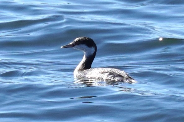 Horned Grebe - ML637404512