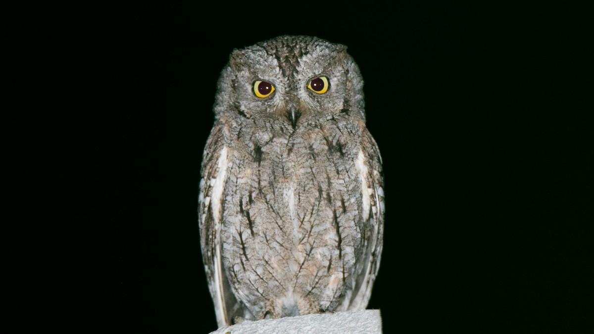 Eurasian Scops-Owl - ML637404515
