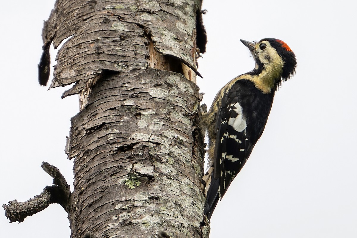 Crimson-naped Woodpecker - ML637404519