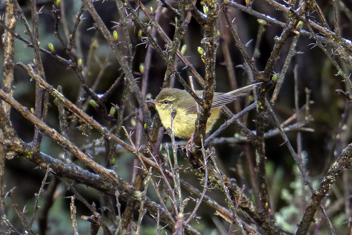 Aberrant Bush Warbler (Aberrant) - ML637404561