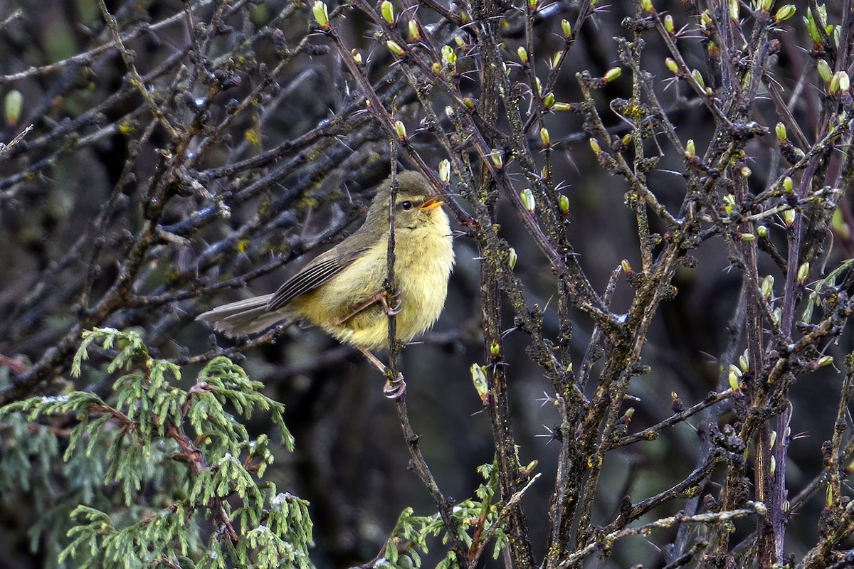 Aberrant Bush Warbler (Aberrant) - ML637404562