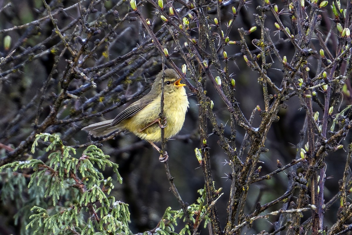 Aberrant Bush Warbler (Aberrant) - ML637404563