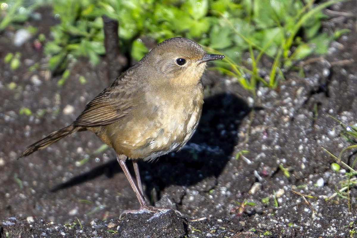 White-bellied Redstart - ML637404614