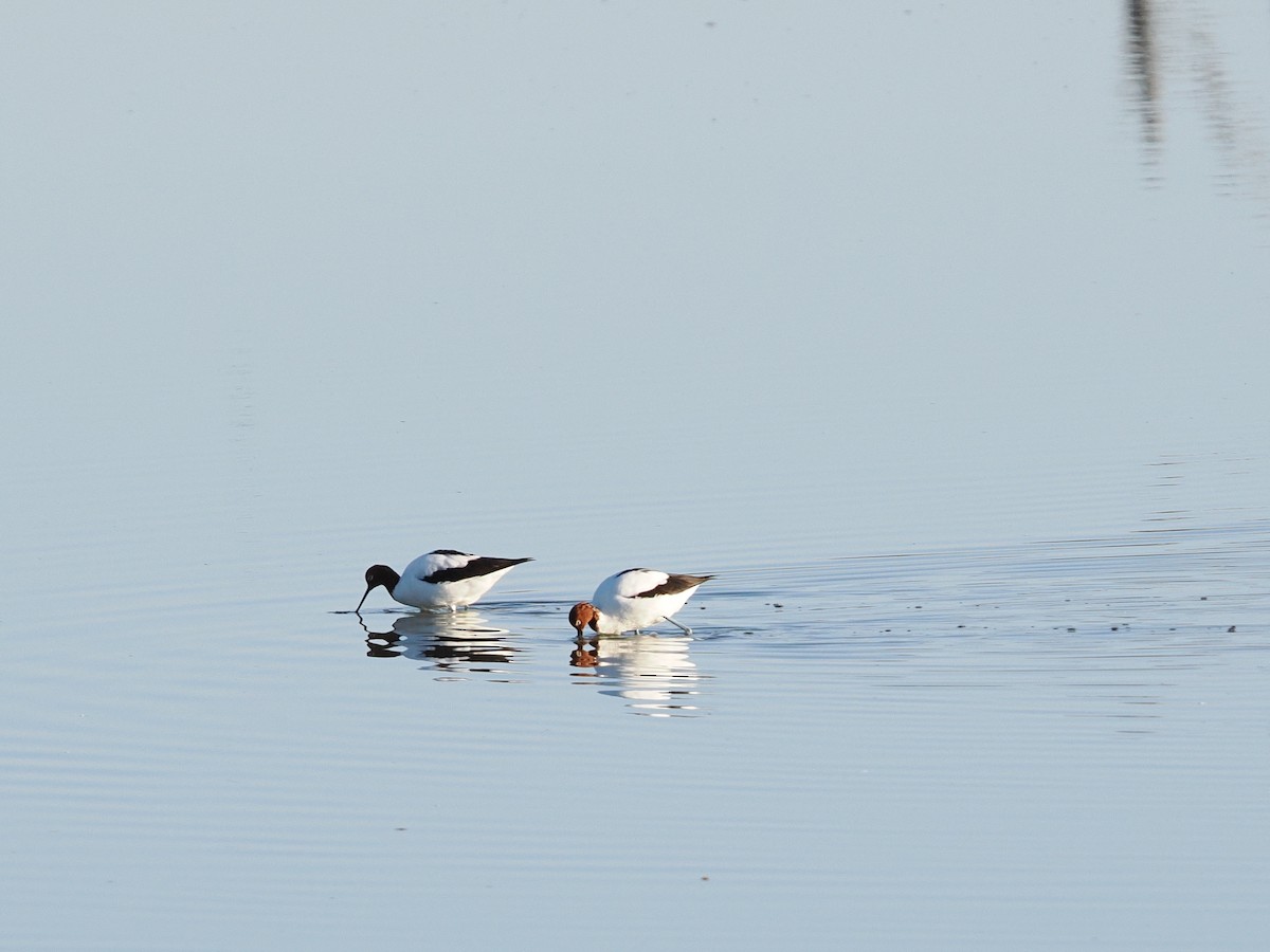 Red-necked Avocet - ML637404649