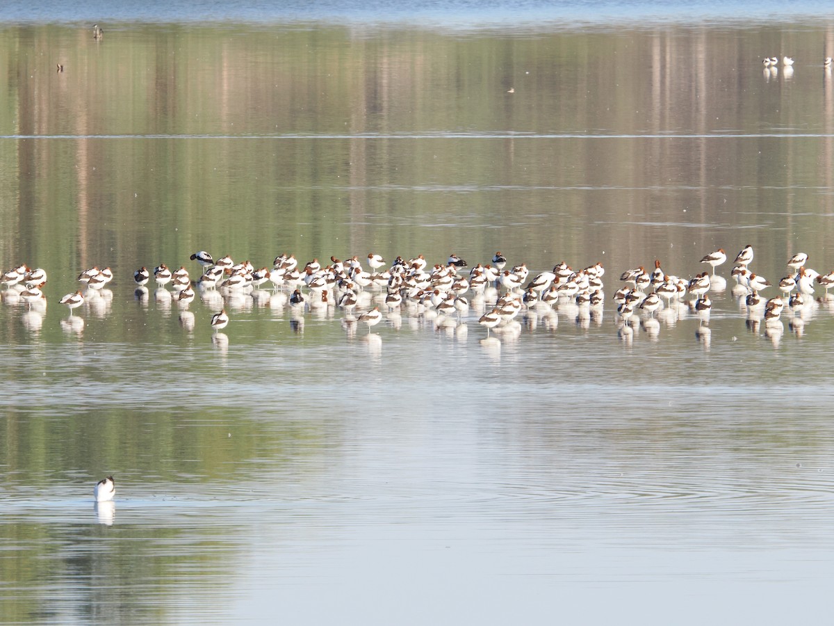 Red-necked Avocet - ML637404650