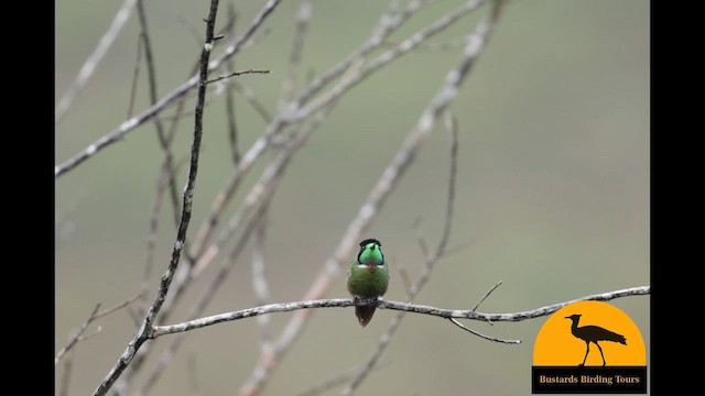 Başlıklı Kolibri - ML637404678