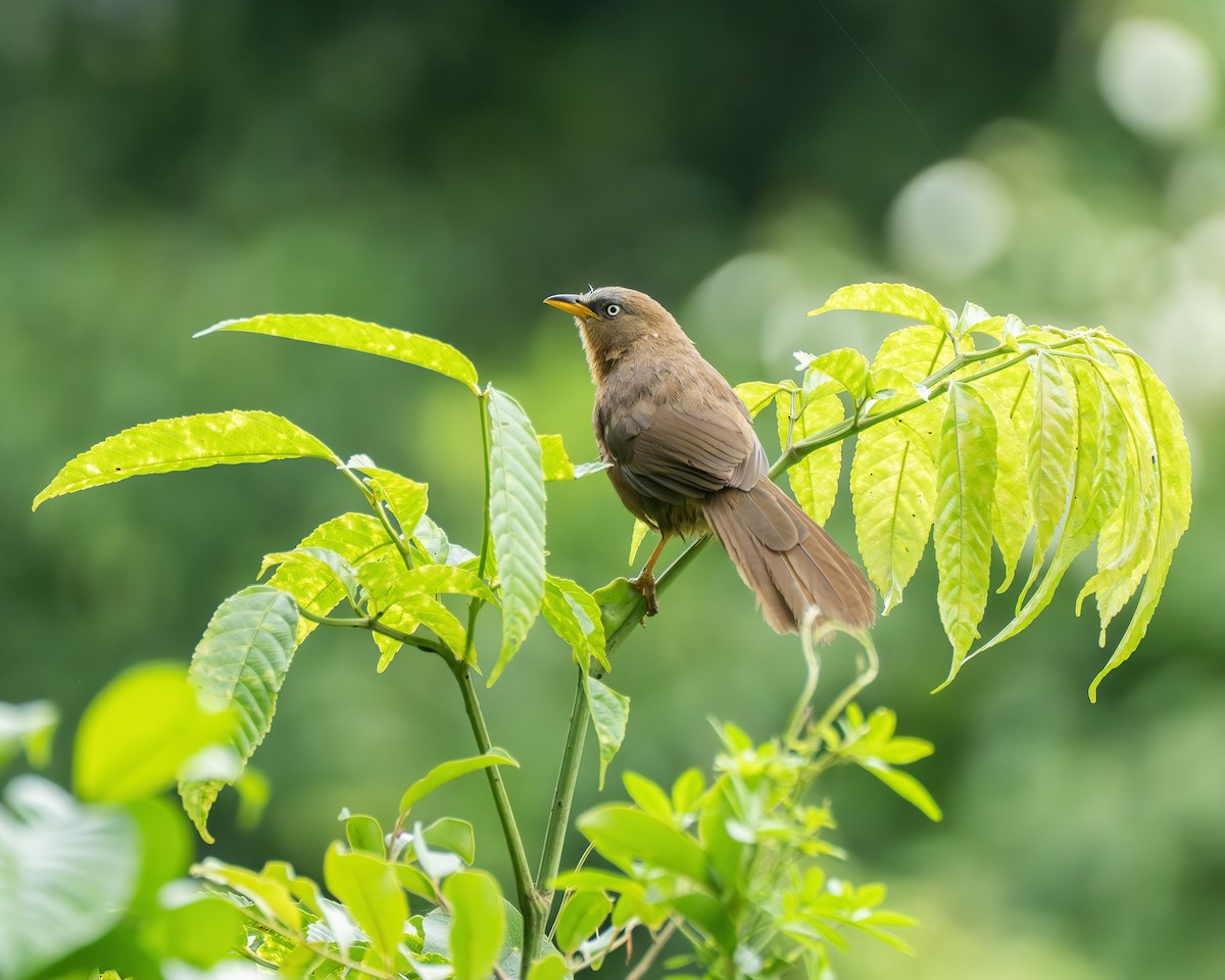 Rufous Babbler - ML637404688