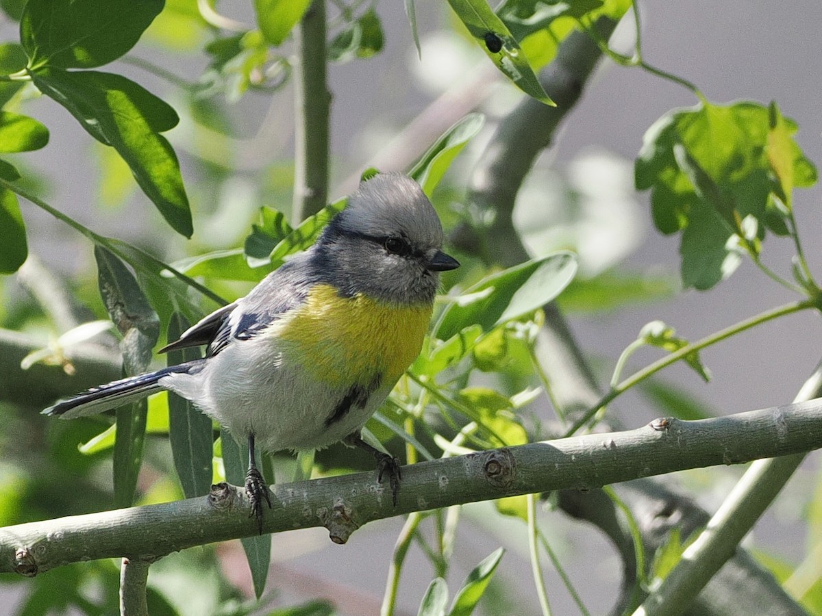 Azure Tit - ML637404758