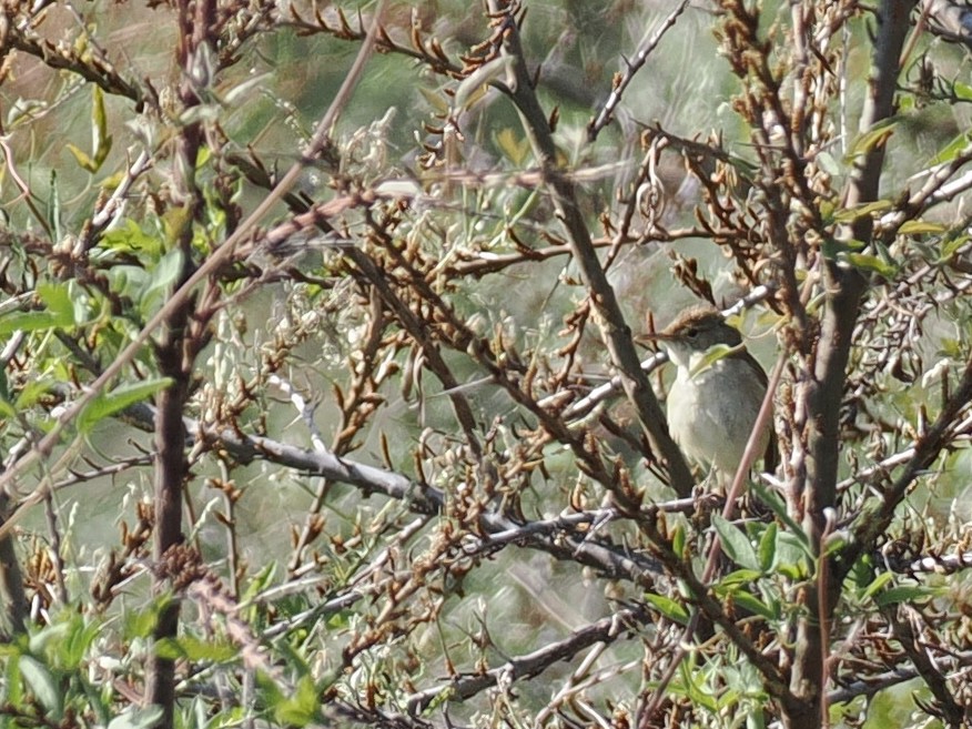 Large-billed Reed Warbler - ML637404760