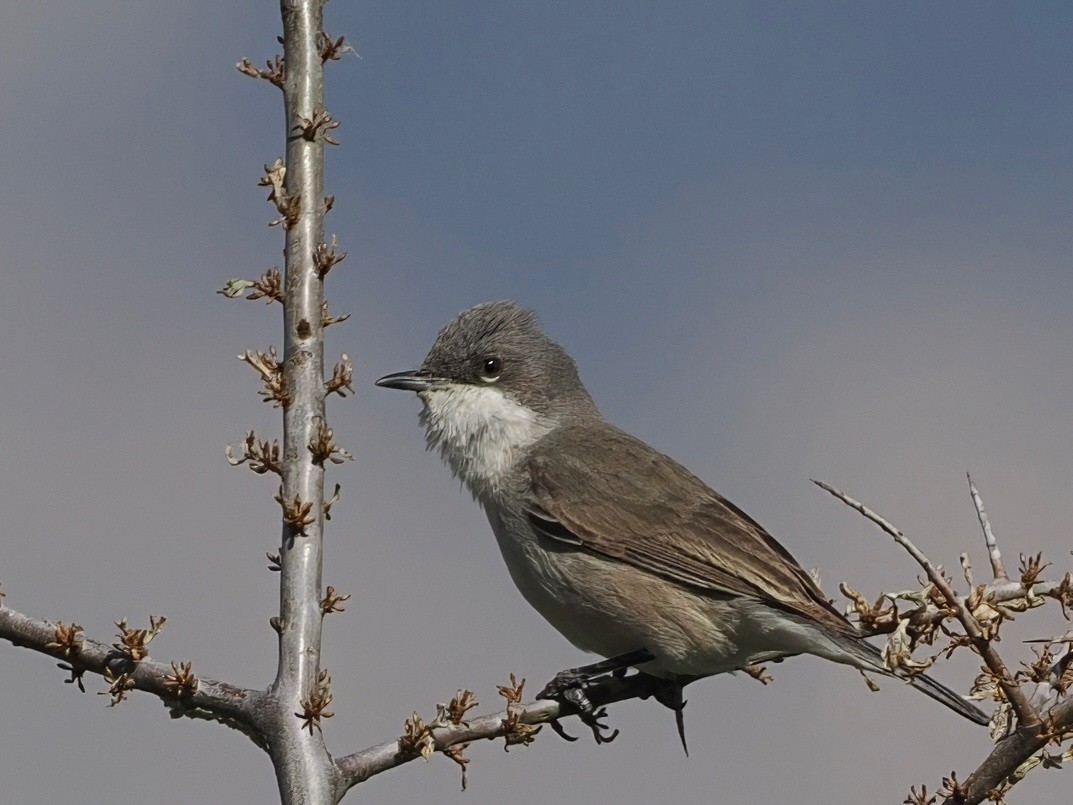 Lesser Whitethroat - ML637404762