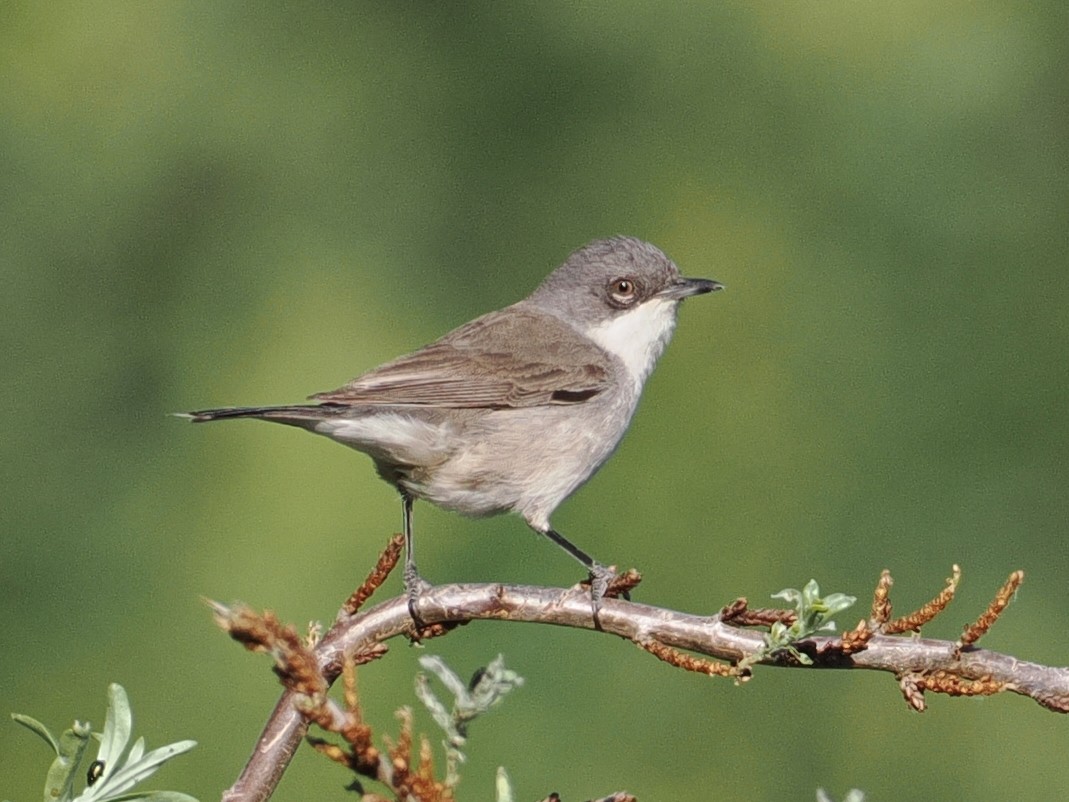 Lesser Whitethroat - ML637404765