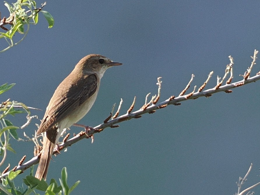 Common Nightingale - ML637404768