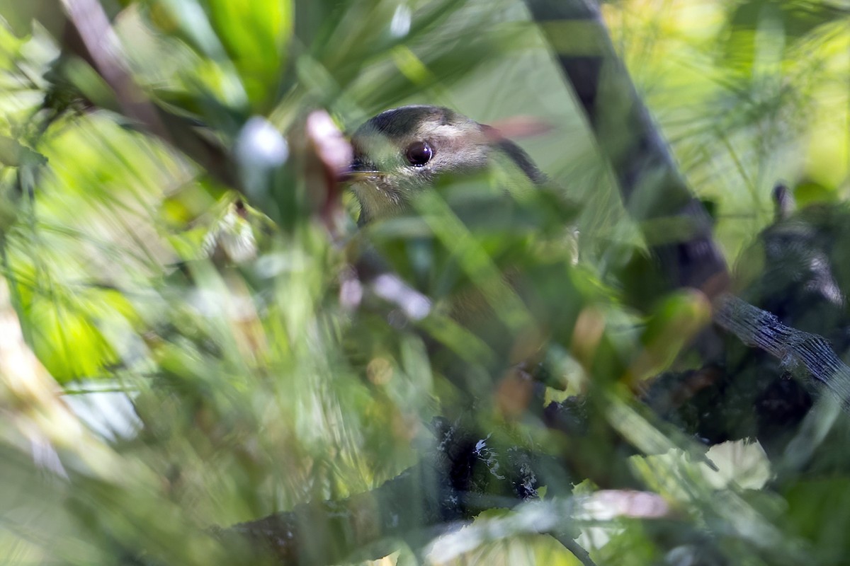 Hume's Bush Warbler - ML637404851