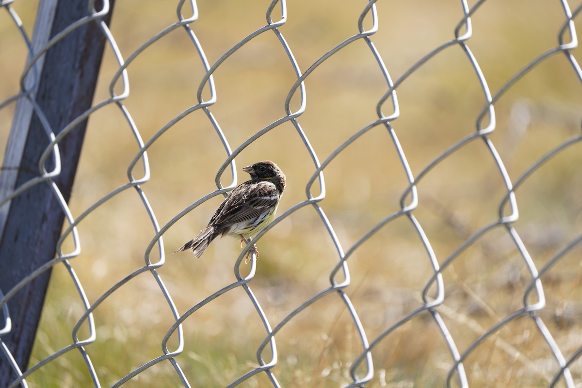 Zigolo dal collare - ML637404857