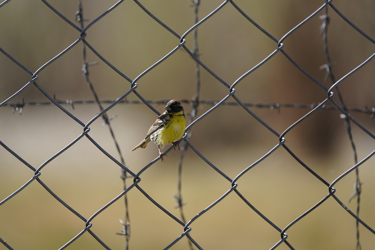 Zigolo dal collare - ML637404858