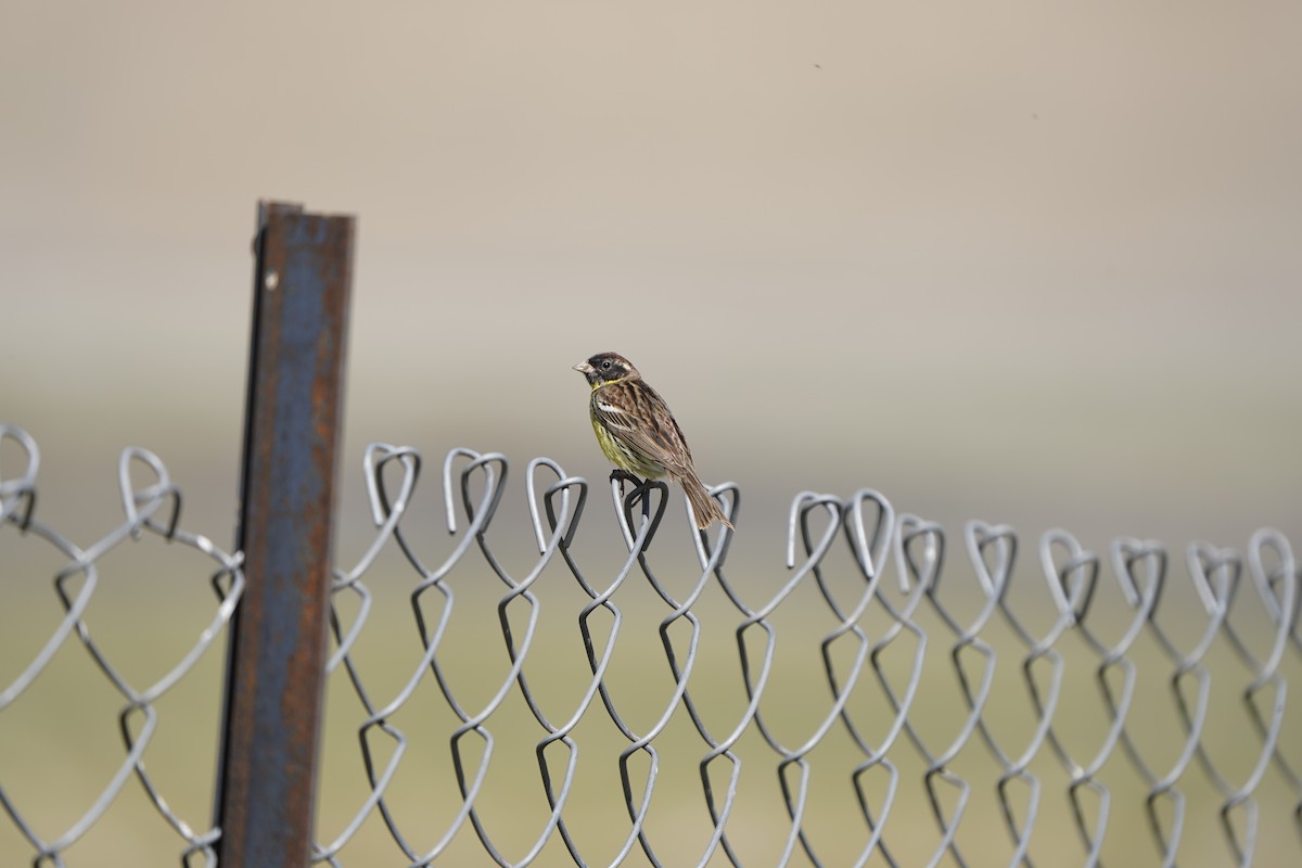 Zigolo dal collare - ML637404859