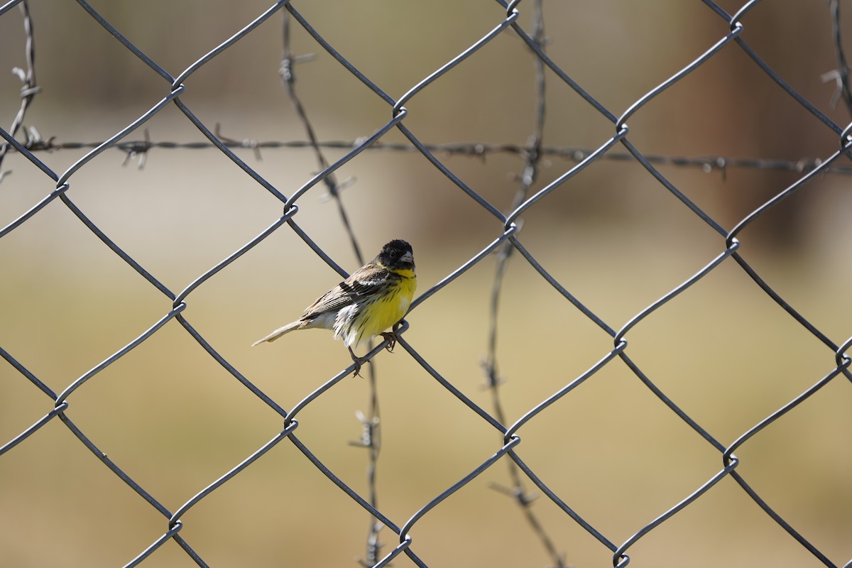 Zigolo dal collare - ML637404861