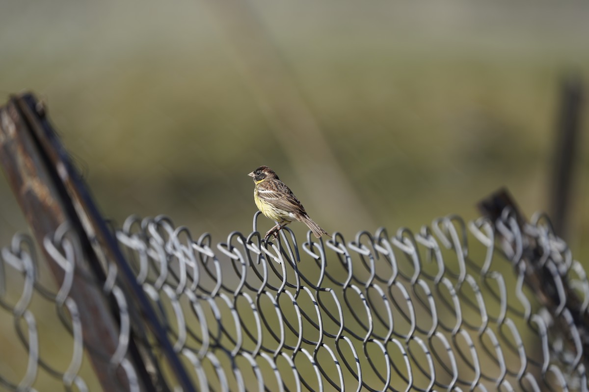 Zigolo dal collare - ML637404862