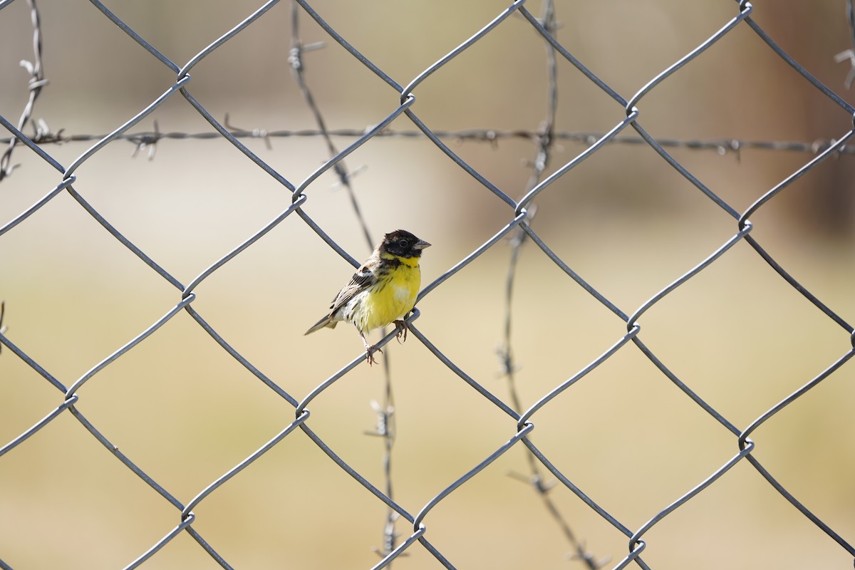 Zigolo dal collare - ML637404863