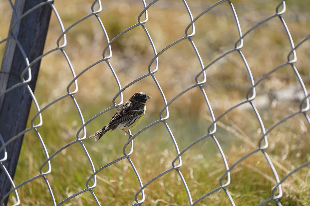 Zigolo dal collare - ML637404864