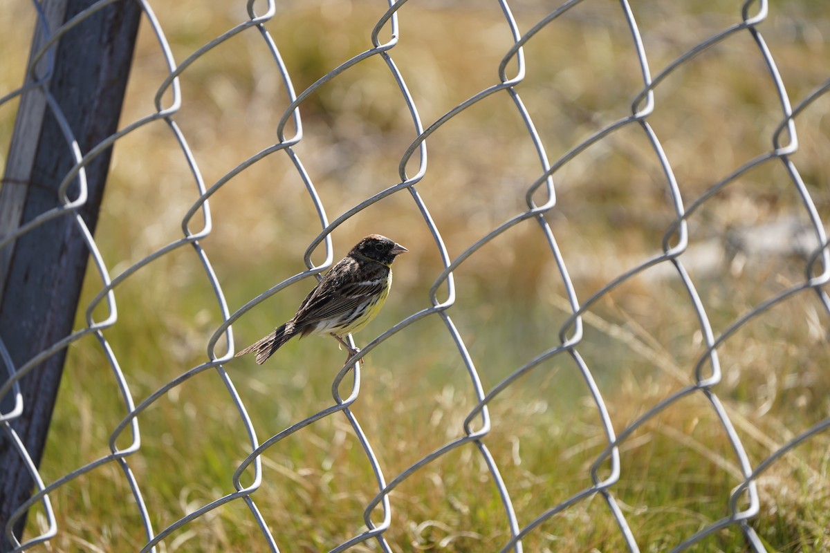 Zigolo dal collare - ML637404865