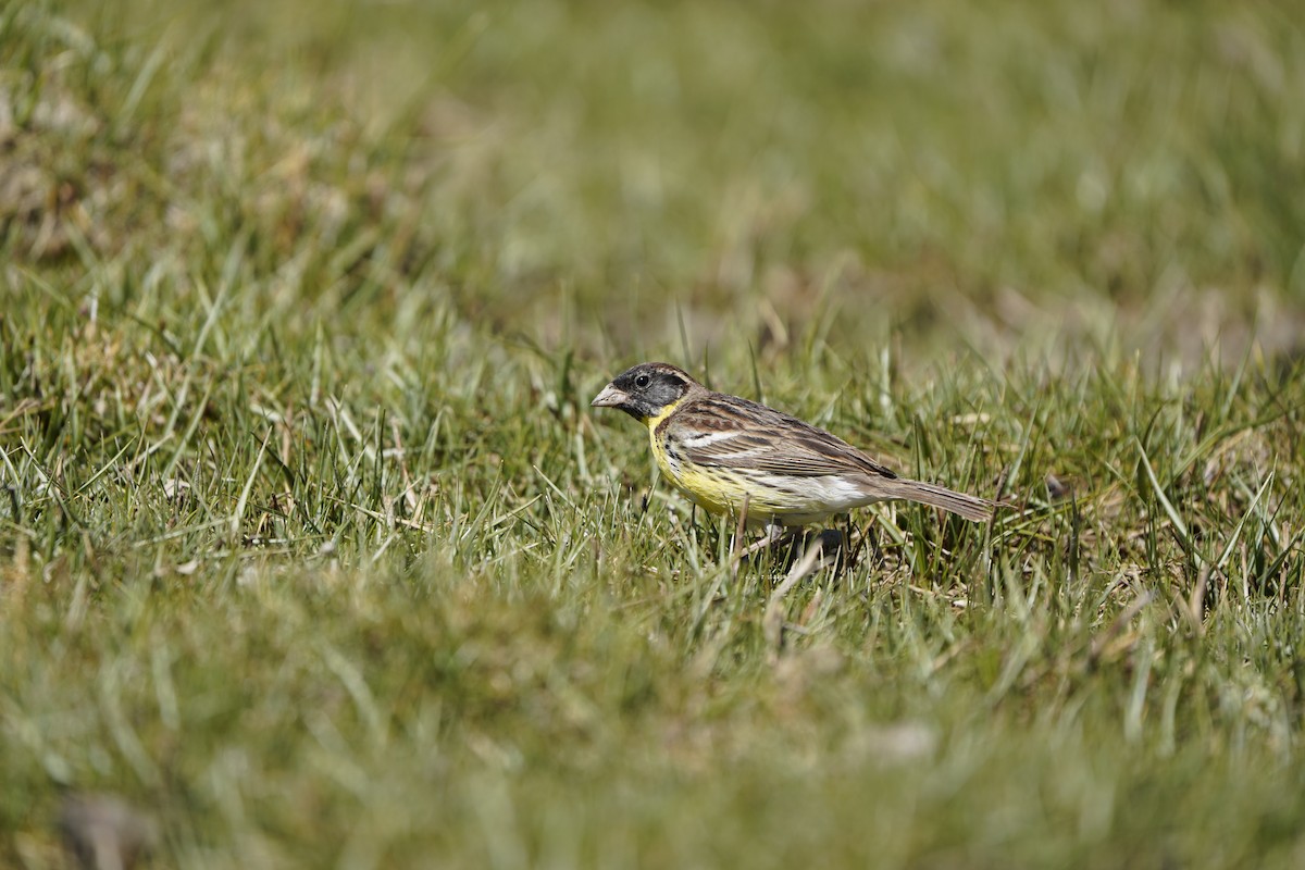 Zigolo dal collare - ML637404866