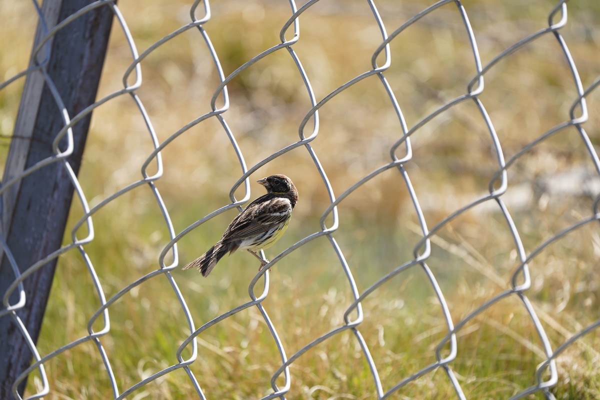 Zigolo dal collare - ML637404867