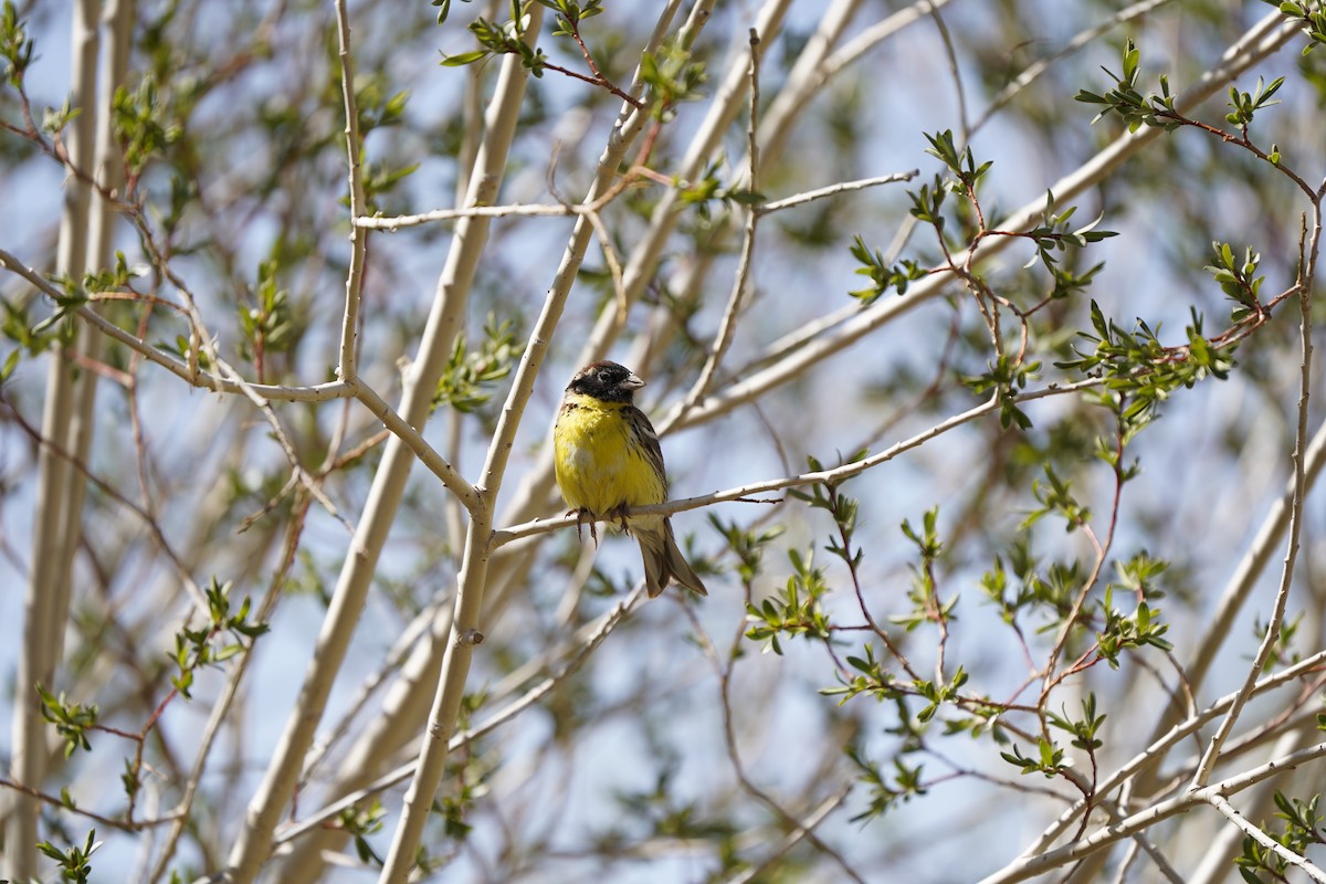 Zigolo dal collare - ML637404868