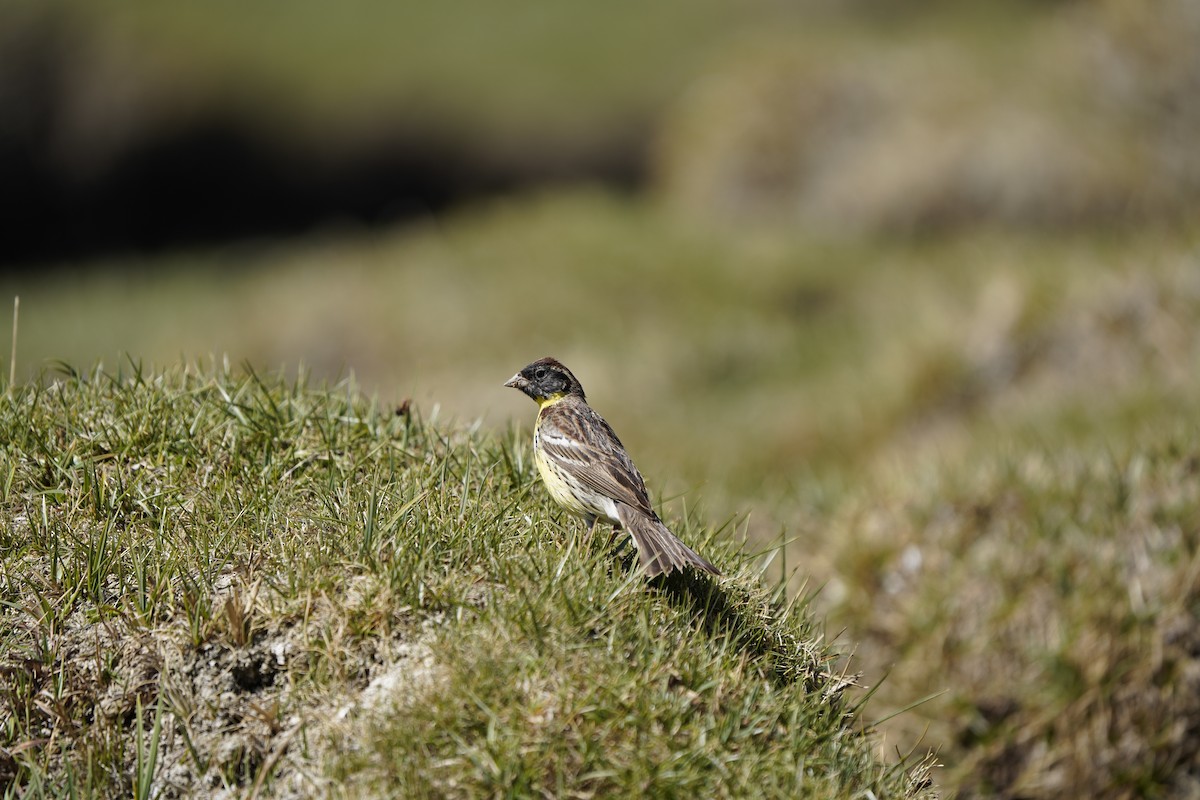 Zigolo dal collare - ML637404869