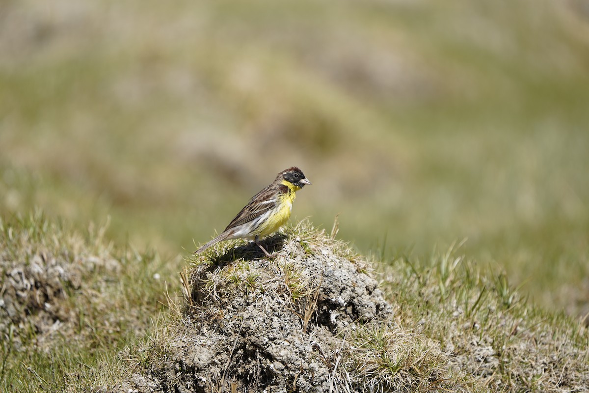 Zigolo dal collare - ML637404870