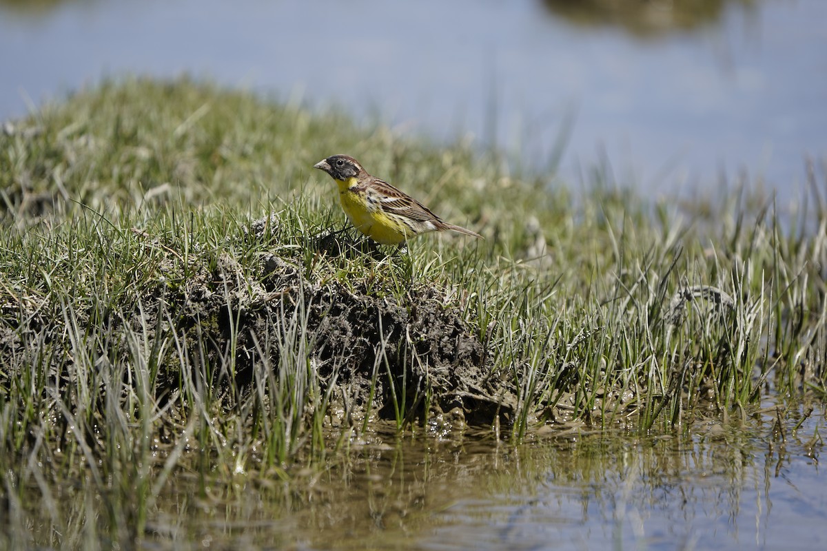 Zigolo dal collare - ML637404871