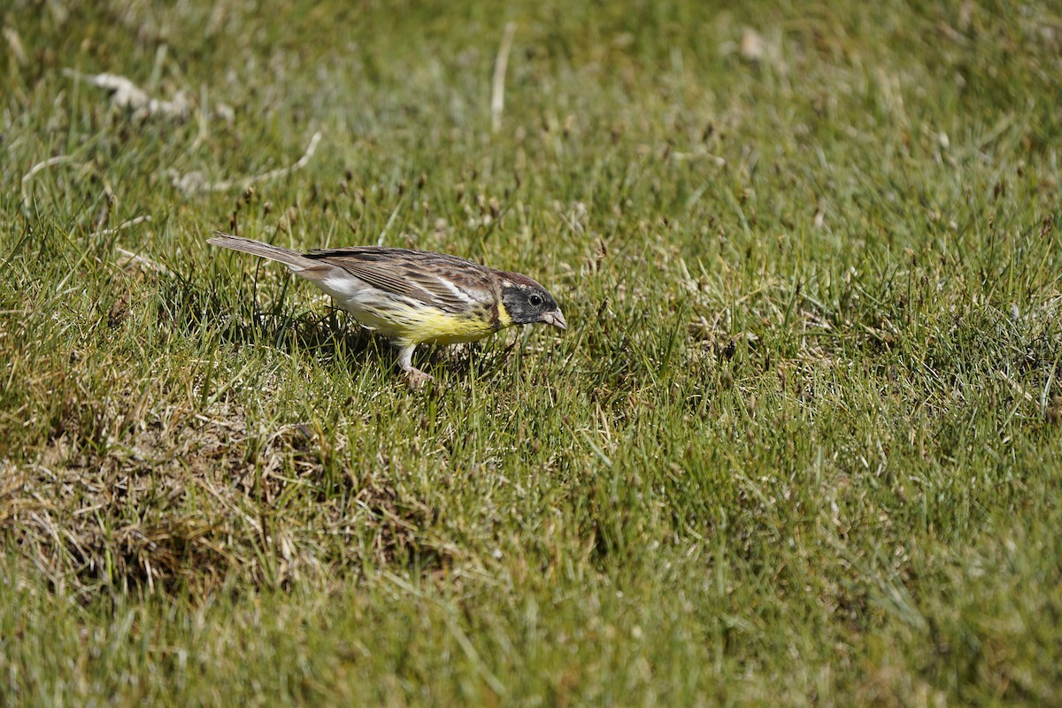 Zigolo dal collare - ML637404872