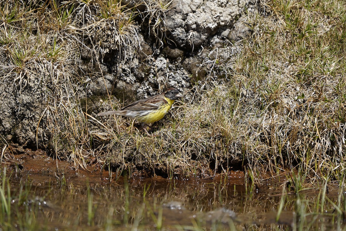 Zigolo dal collare - ML637404874