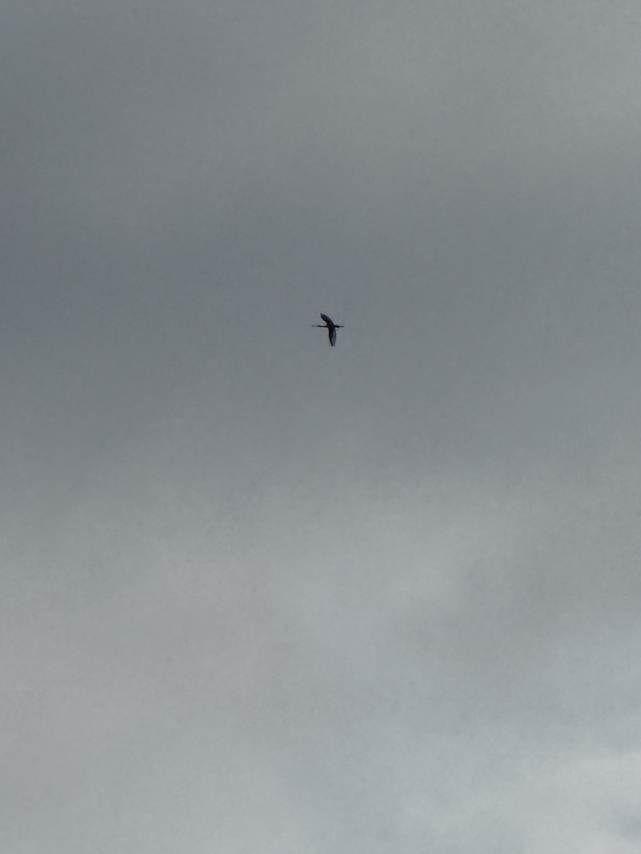 Eurasian Spoonbill - ML637404901