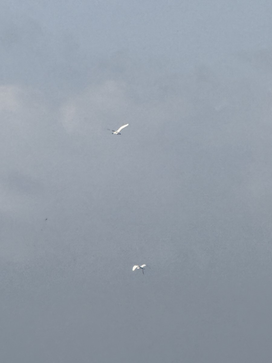 Little Egret - ML637404902