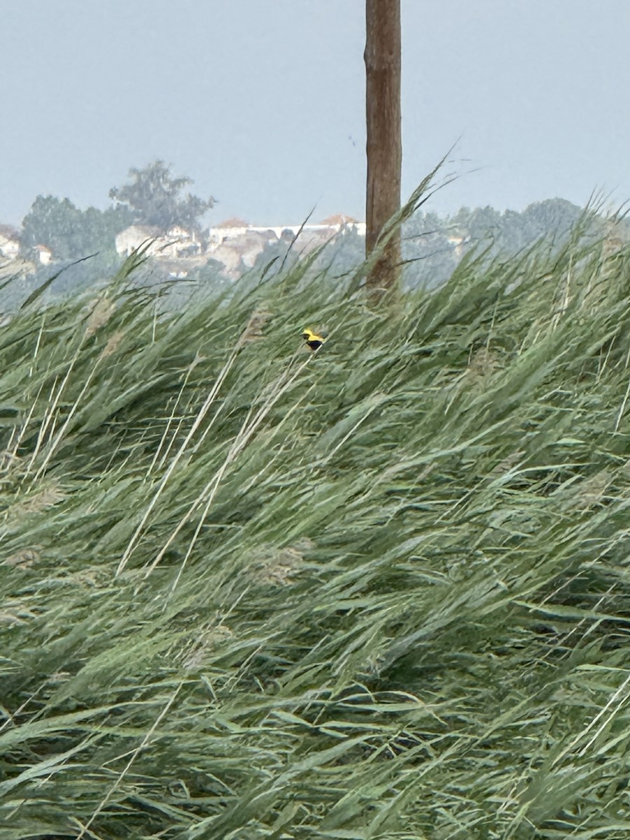 Yellow-crowned Bishop - ML637404911
