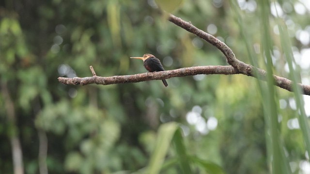White-throated Jacamar - ML637404929