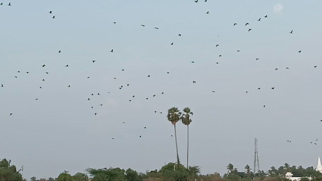 Indian Cormorant - ML637405015