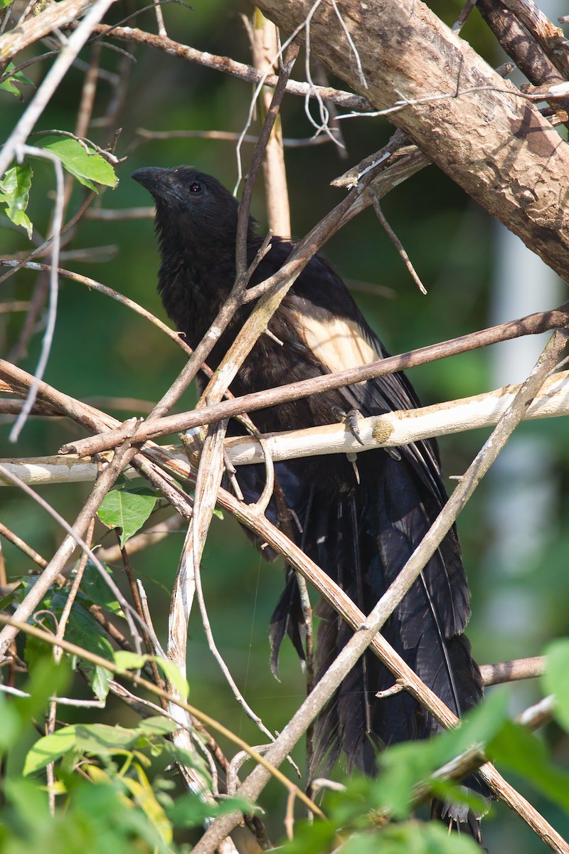 Goliath Coucal - ML637405076