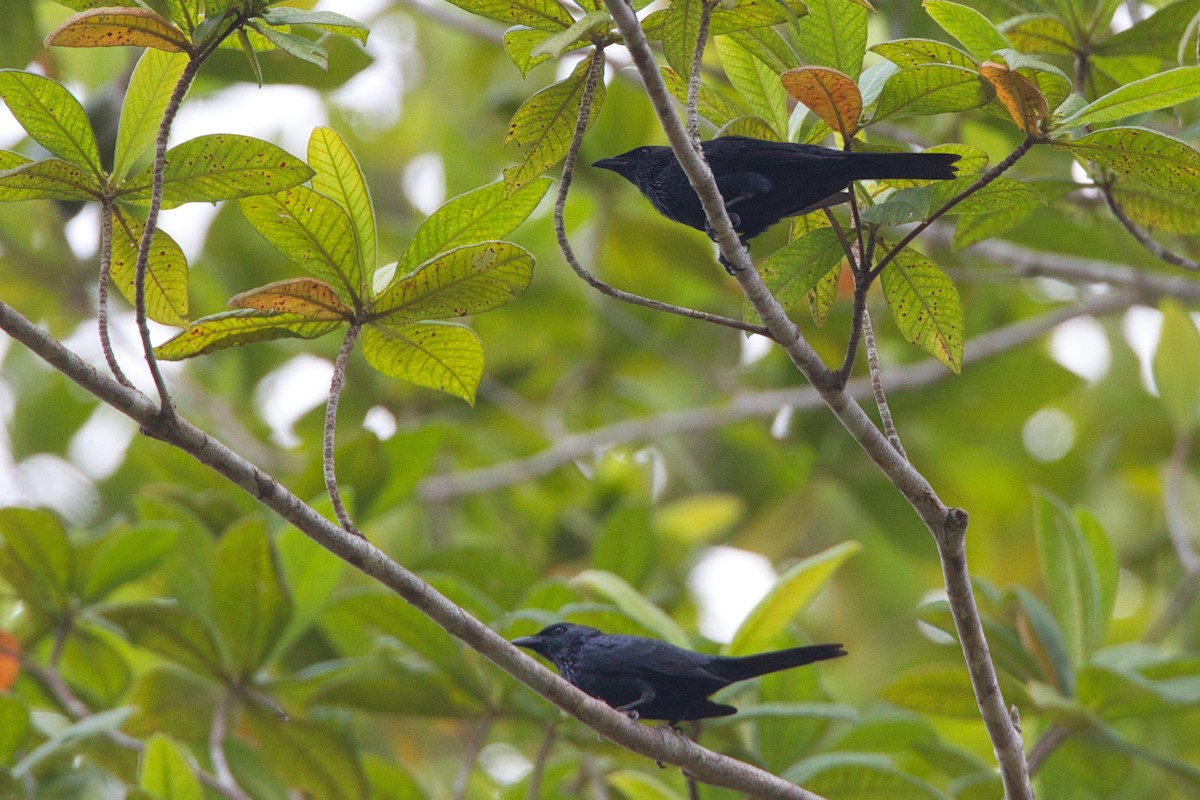 Moluccan Starling - ML637405079