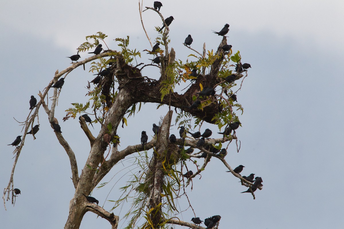 Moluccan Starling - ML637405080