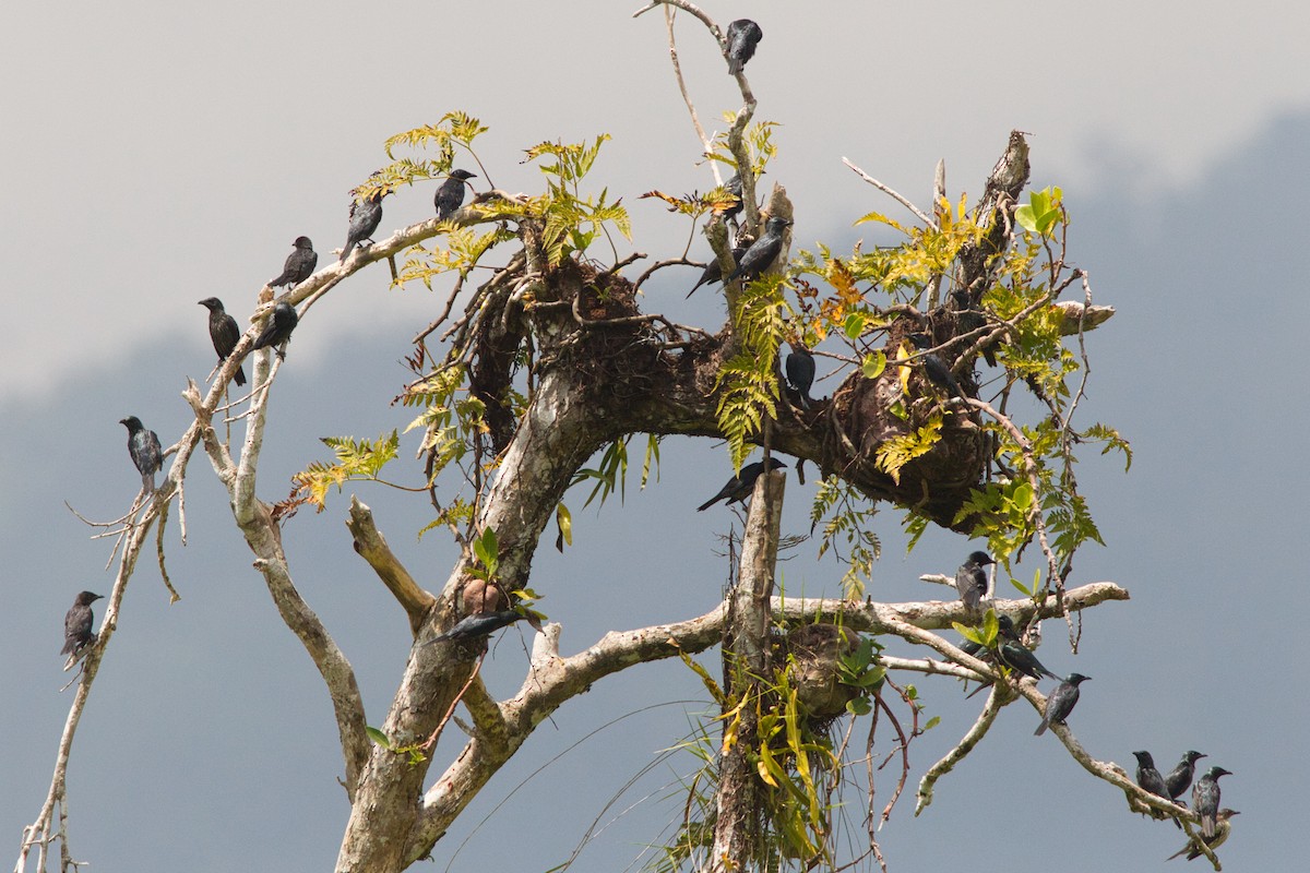Moluccan Starling - ML637405081