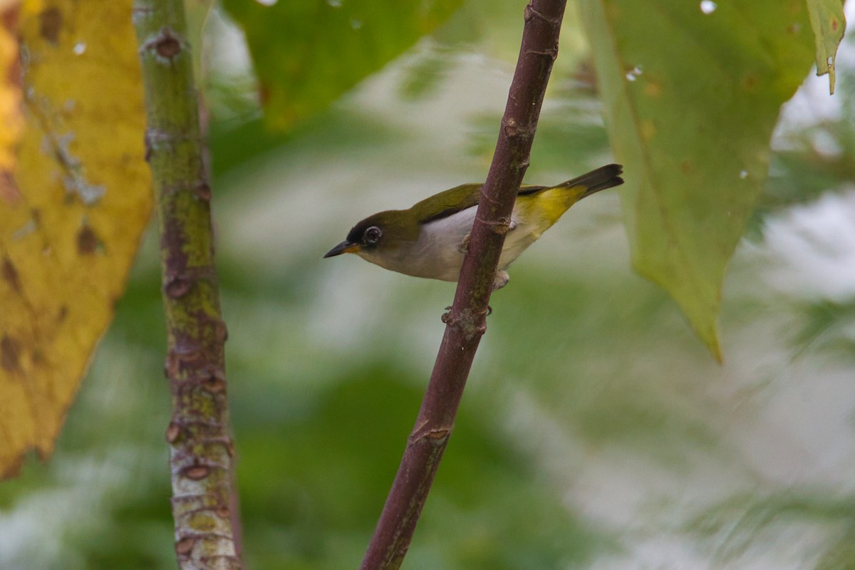 Cream-throated White-eye (Halmahera) - ML637405088
