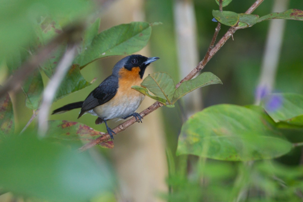 Moluccan Spectacled Monarch (Halmahera) - ML637405089